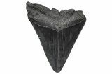 Bargain, Fossil Megalodon Tooth - South Carolina #346194-1